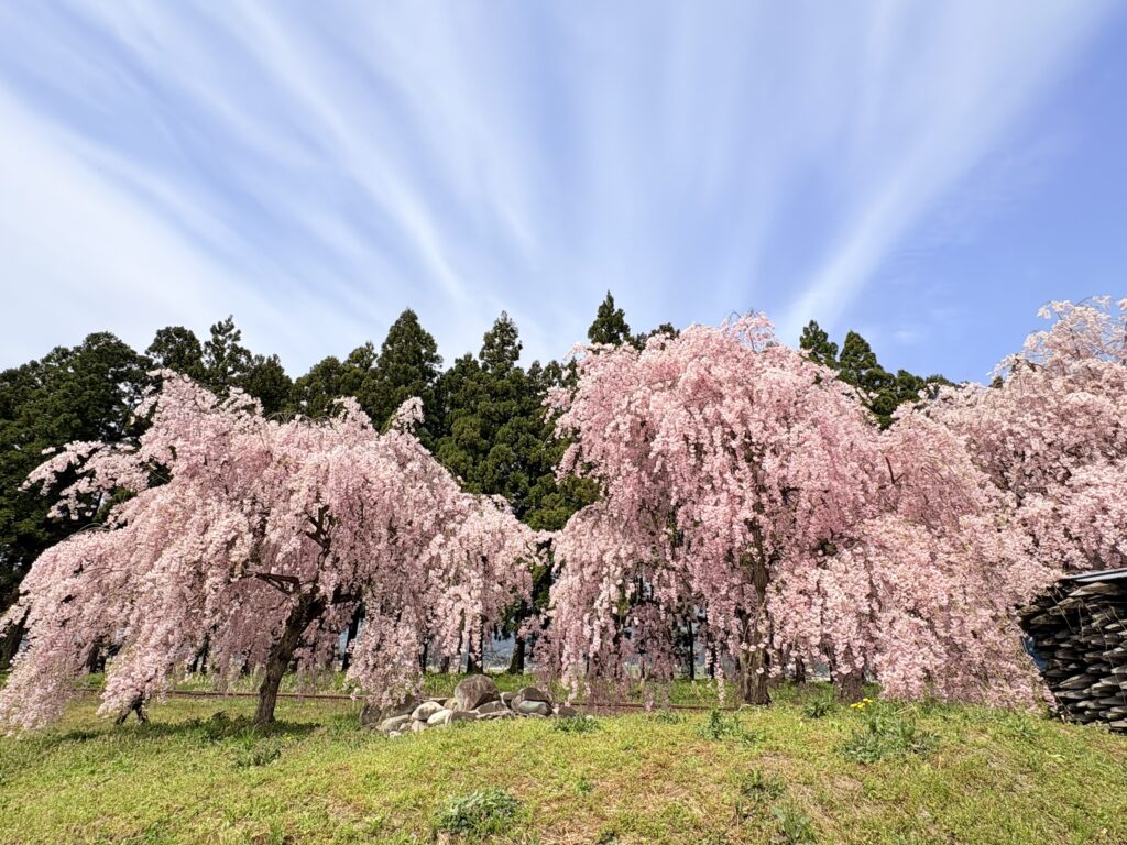 ’26 長井市内の桜開花情報（4月20日)
