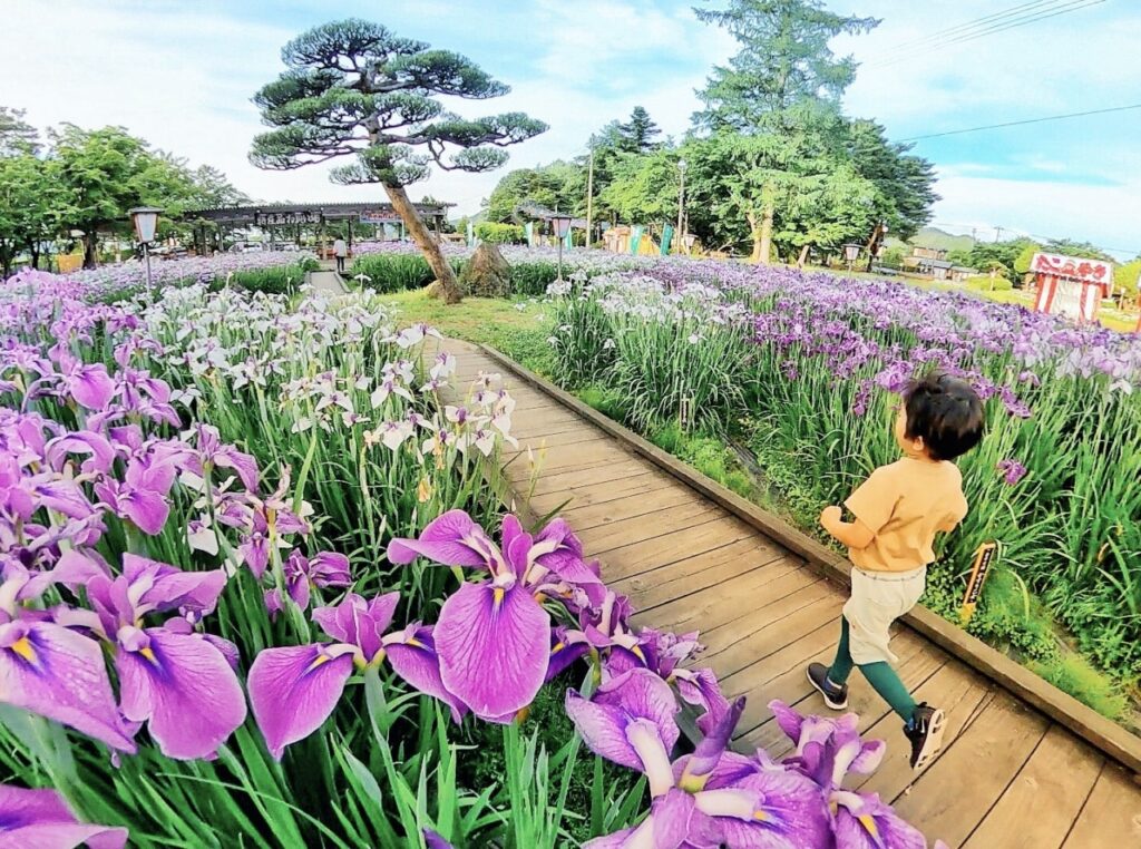 令和8年 山形県長井市　あやめまつり