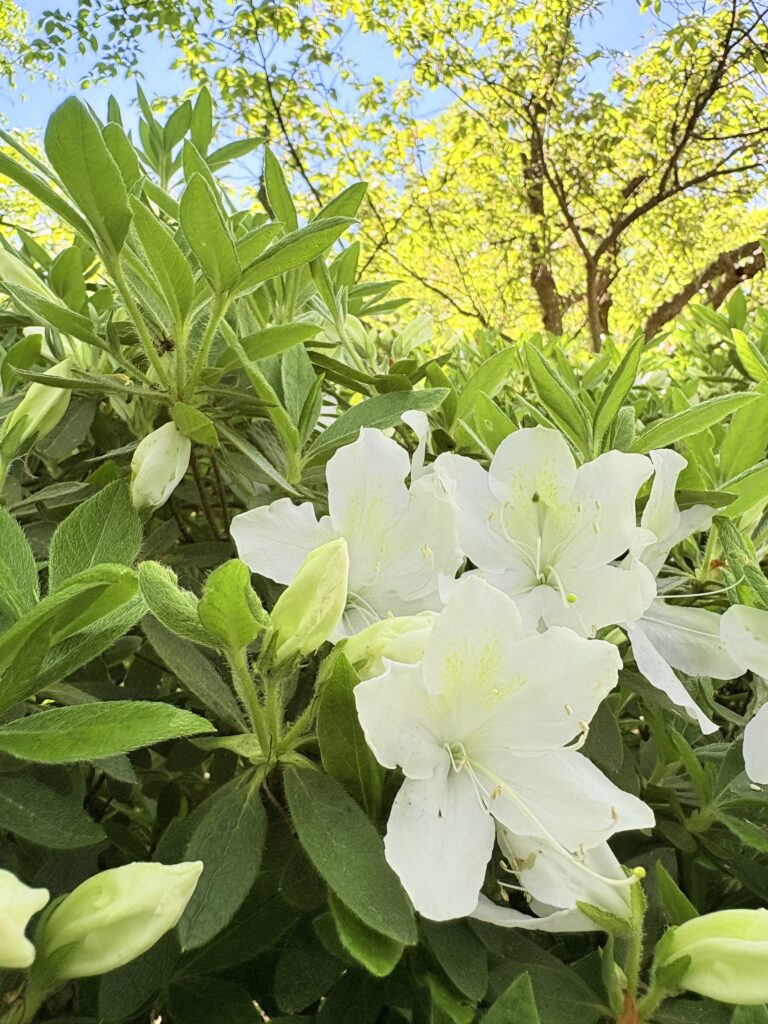 ’26 白つつじ 開花情報(5月7日)