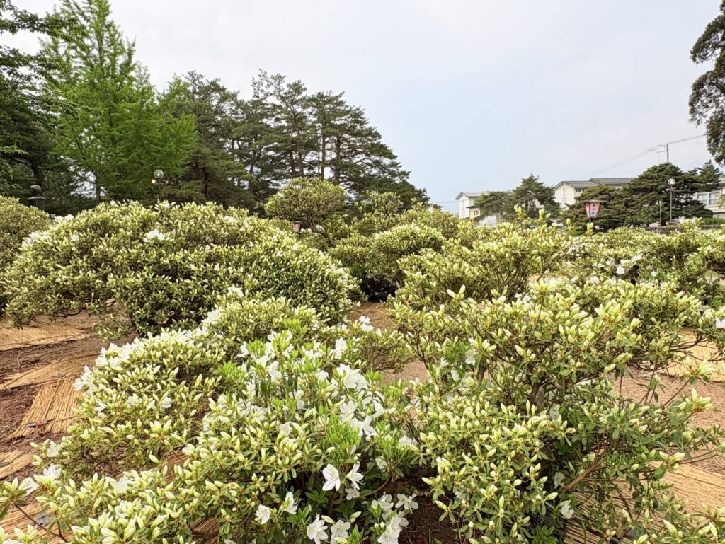 ’26 白つつじ 開花情報(5月8日)