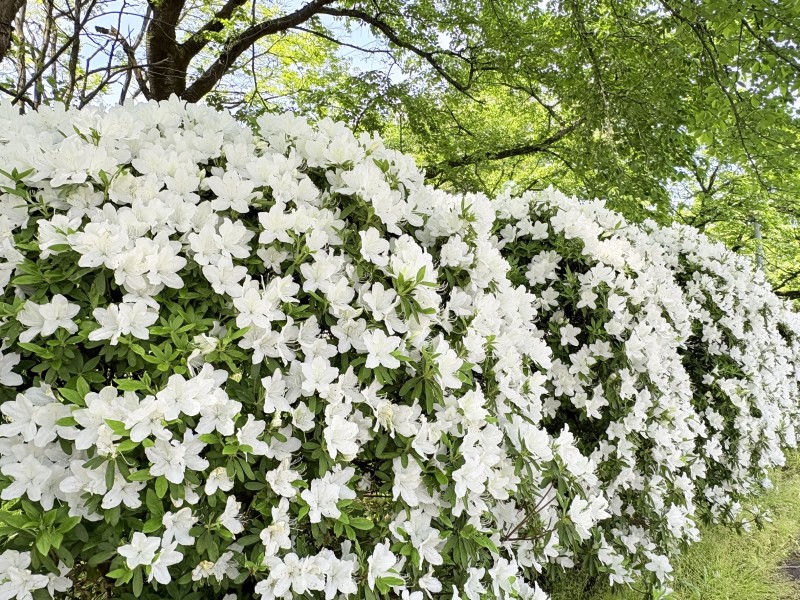 ’26 白つつじ 開花情報(5月12日)