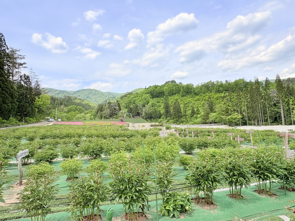 ’26 ながいピオニーの森　開花情報(5月13日)