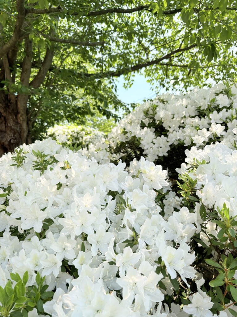 ’26 白つつじ 開花情報(5月14日)