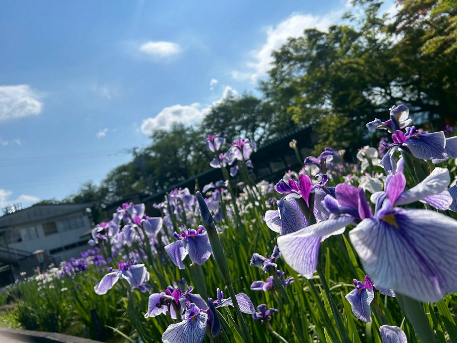 ’26 あやめ開花情報(6月12日)