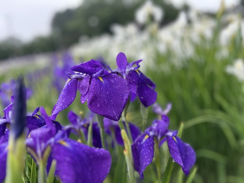 ’26 あやめ開花情報(6月26日)