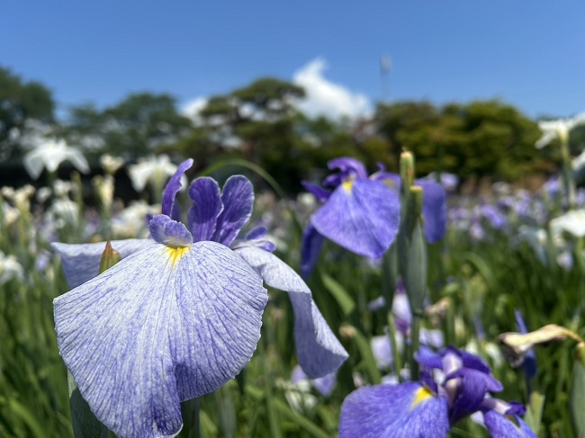 ’26 あやめ開花情報(6月29日)