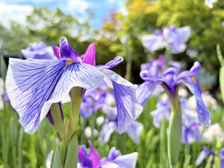 ’26 あやめ開花情報(6月9日)