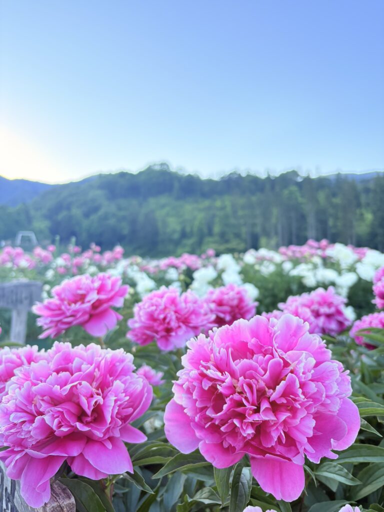 ’26 ながいピオニーの森　開花情報(6月1日)