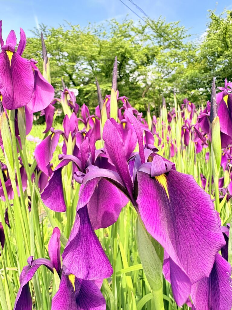 ’26 あやめ開花情報(6月1日)