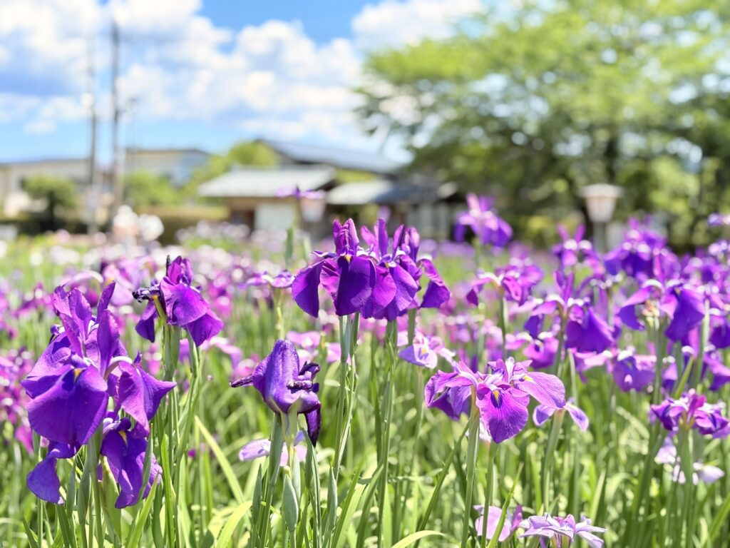 ’26 あやめ開花情報(6月16日)