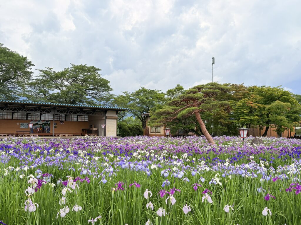 ’26 あやめ開花情報(6月19日)