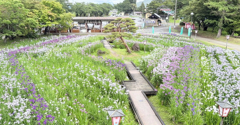 ’26 あやめ開花情報(6月23日)