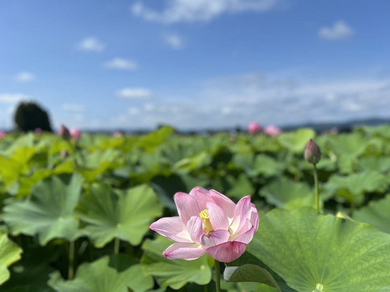 ’26 町屋敷ハス田 開花情報(7月28日)