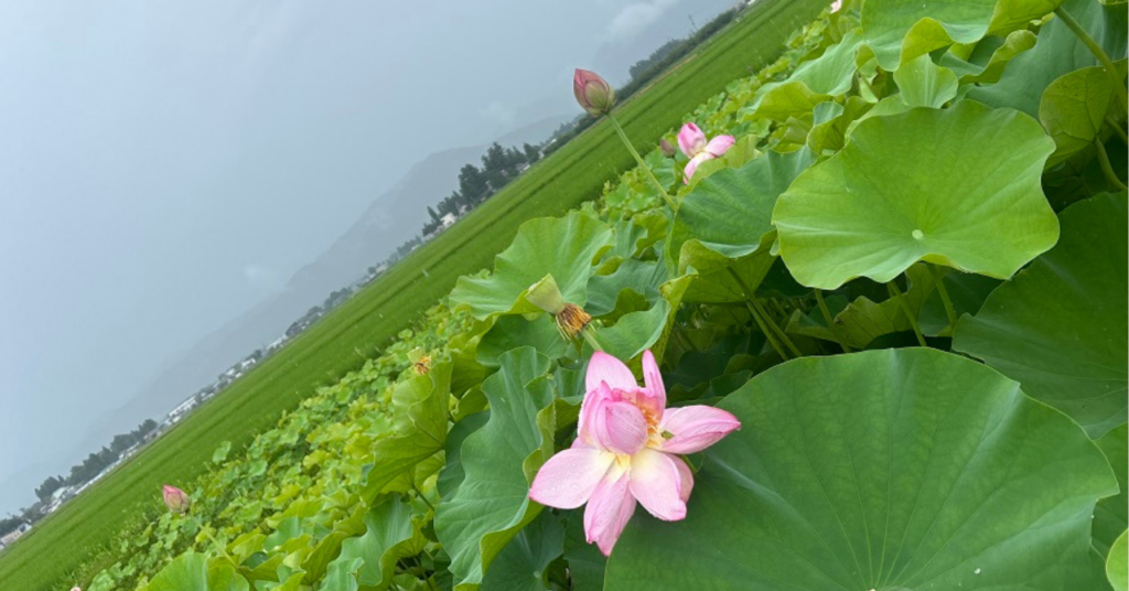 ’26 町屋敷ハス田 開花情報(7月24日)
